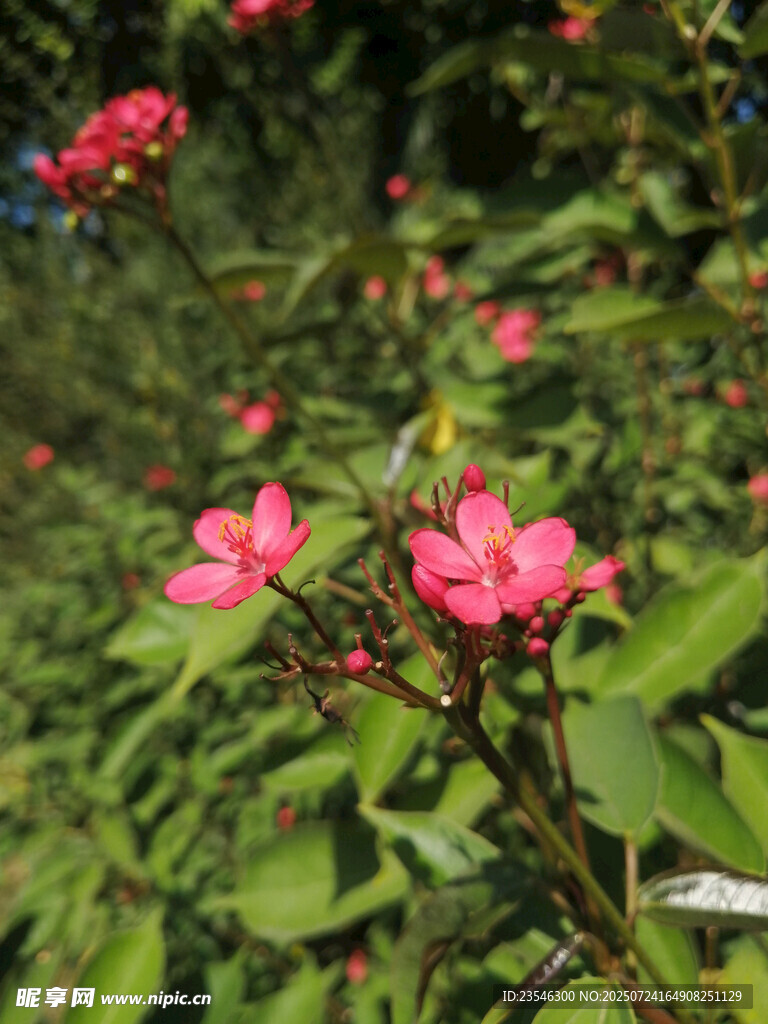 变叶珊瑚花