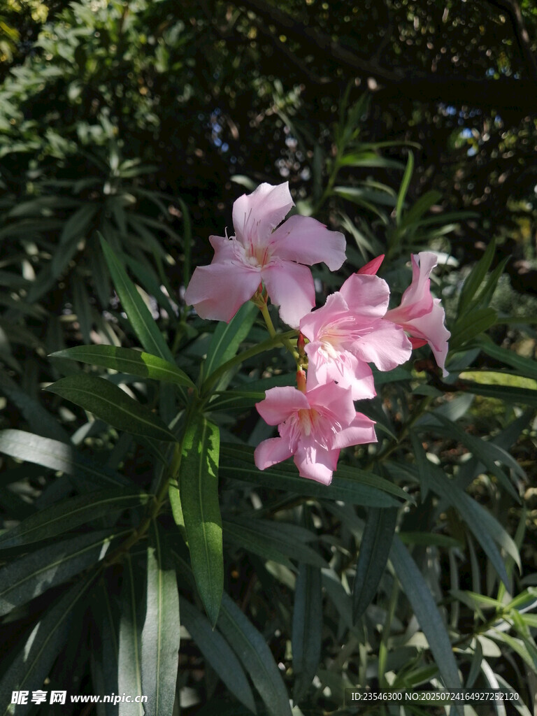 夹竹桃