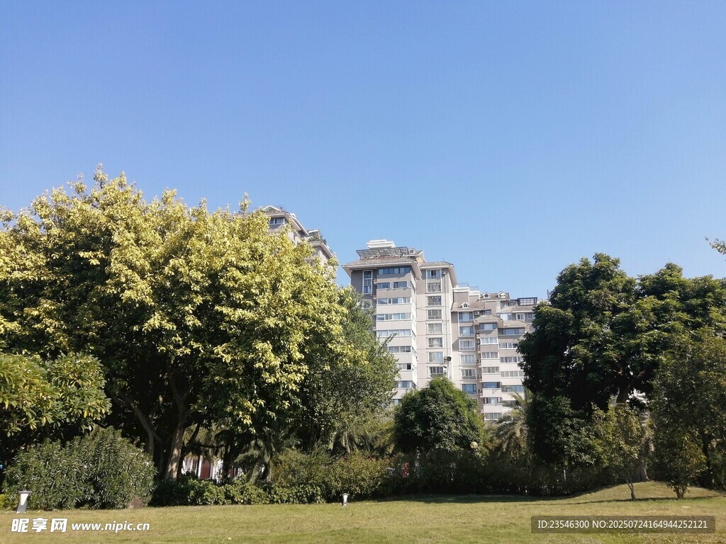 树丛与高楼