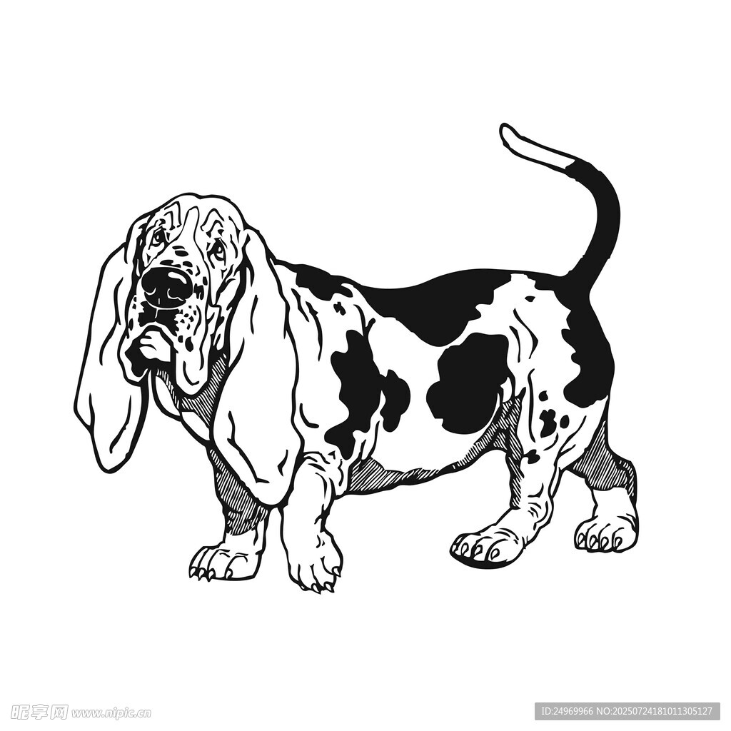 黑白斑点巴吉度犬插画