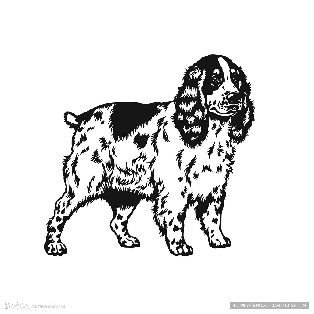 黑白斑点猎犬插画