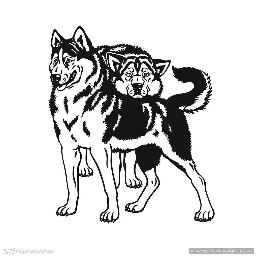 两只站立的哈士奇插画