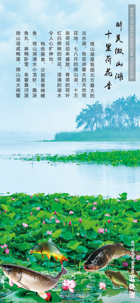 夏日荷塘美景