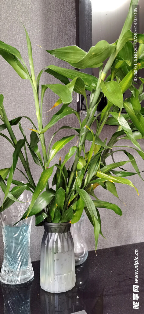 清新绿植装点家居角落