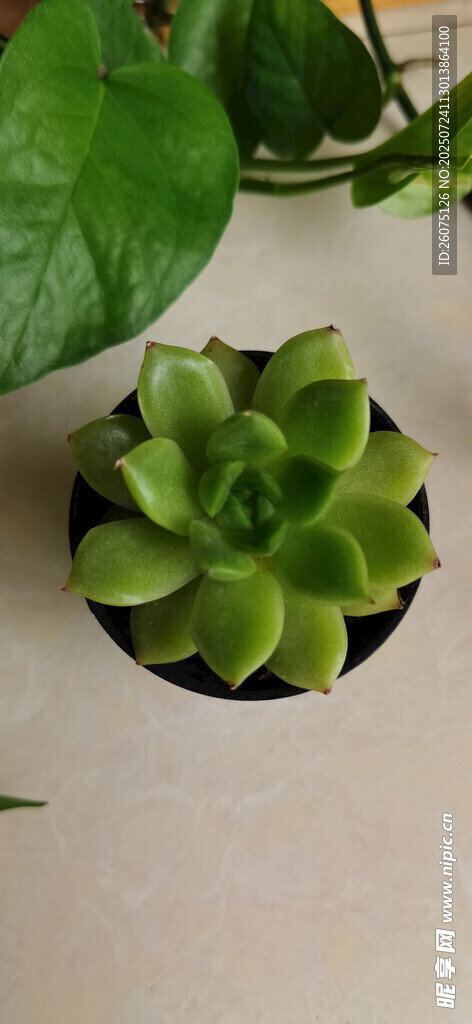 室内小巧绿植多肉盆栽