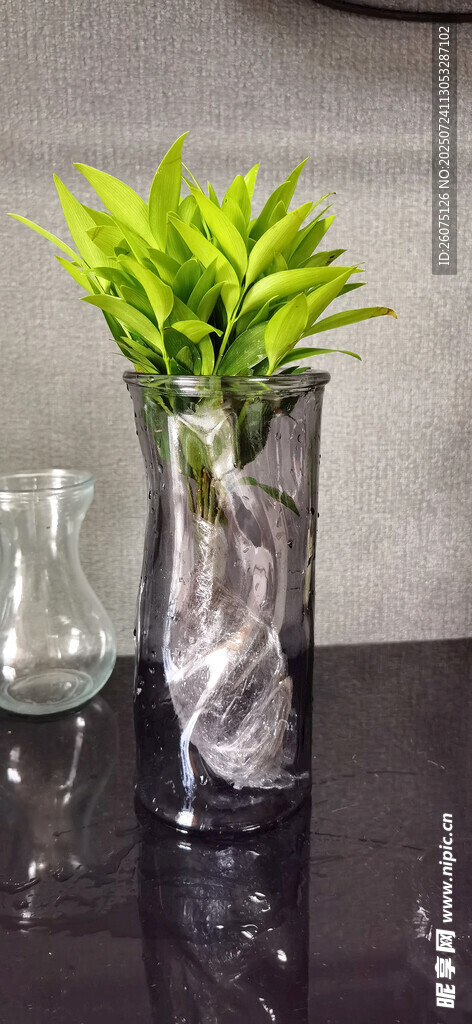简约花瓶中的翠绿植物