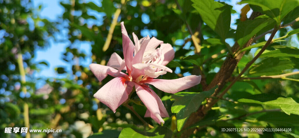 娇艳粉色木槿花朵绽放枝头