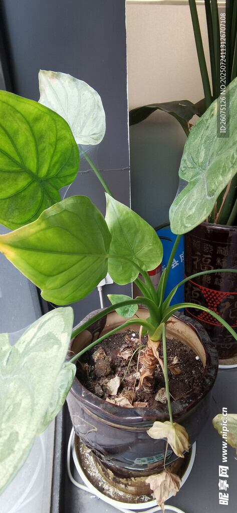 盆栽绿植特写