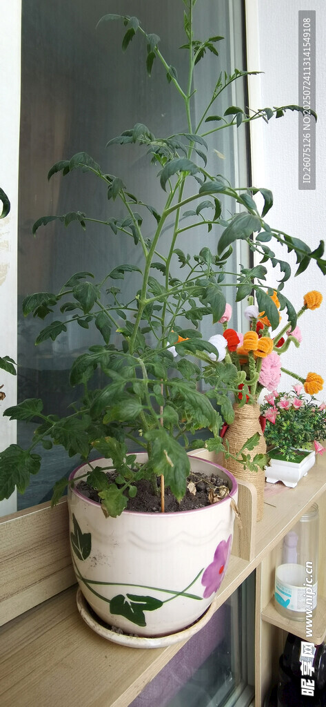 窗台上的盆栽蕃茄