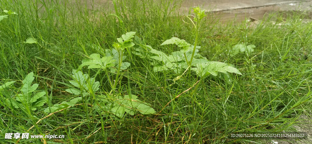 田野中的绿色植物