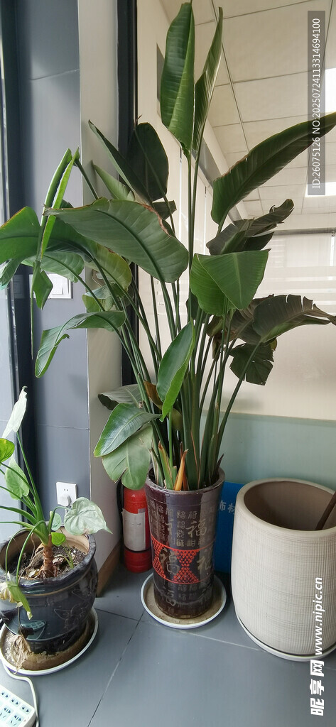 室内绿植组合