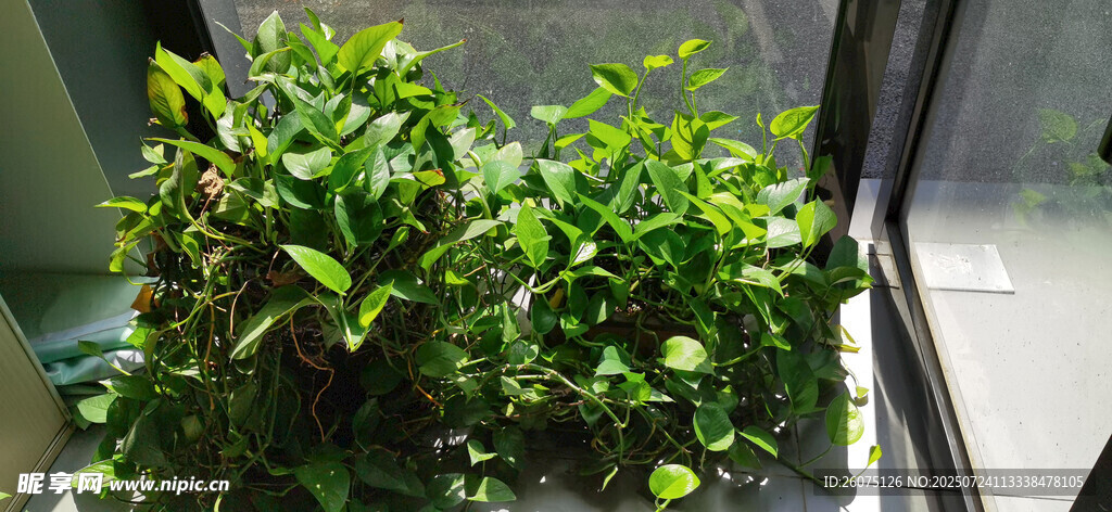 窗边绿植生机盎然