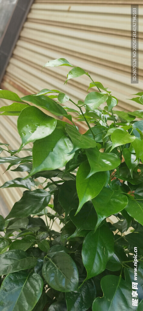 绿叶植物特写