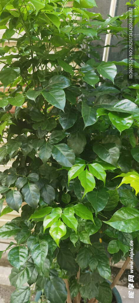 翠绿繁茂的绿植景观