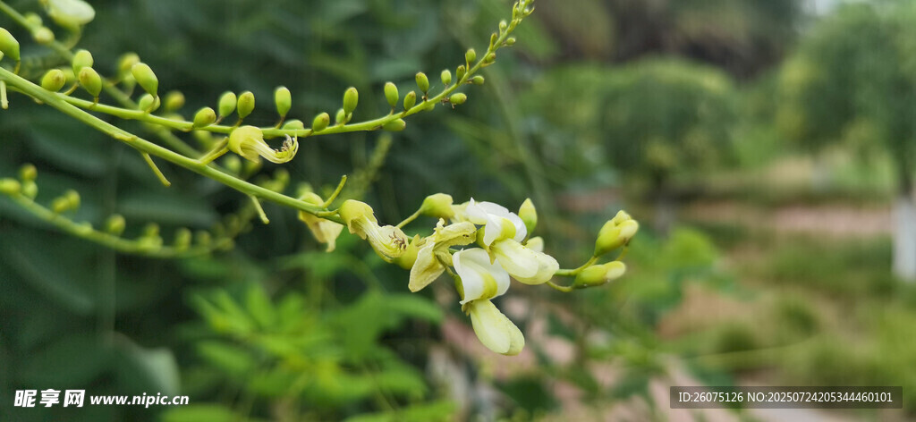 枝头绽放的清新白色小花