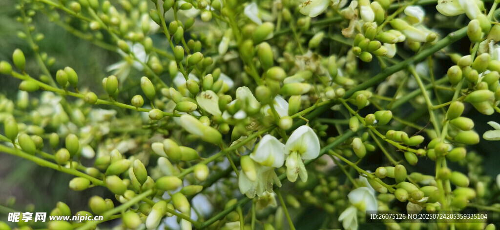 绿叶白花植物特写
