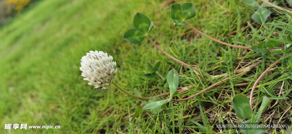 草地上的白色花头
