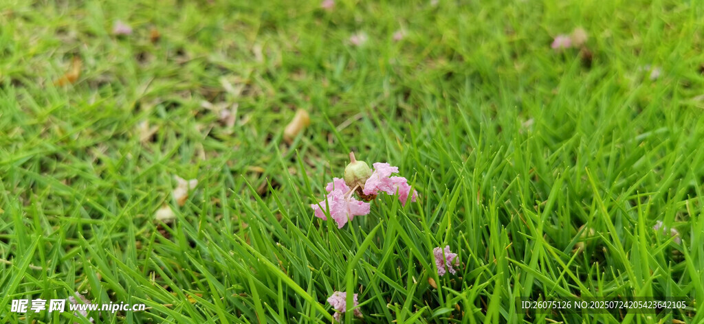 绿草间散落的粉嫩小花