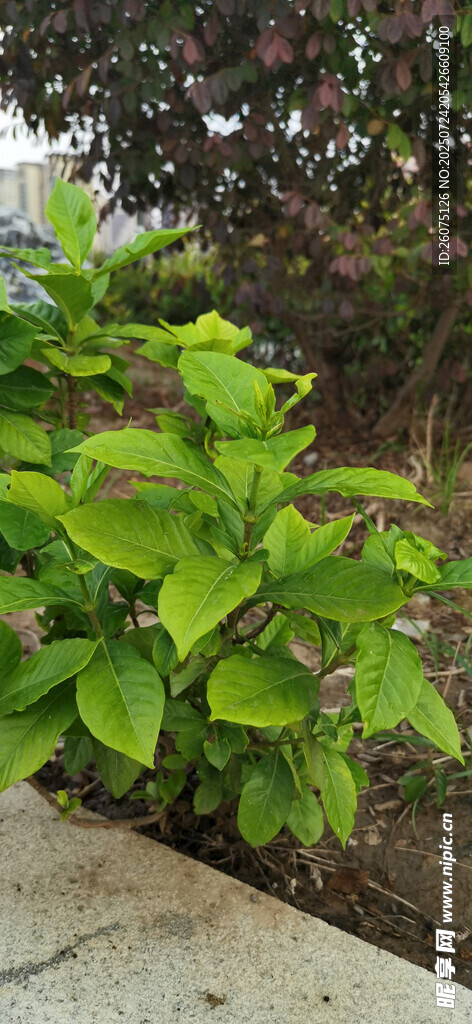 路边绿意盎然的栀子花苗