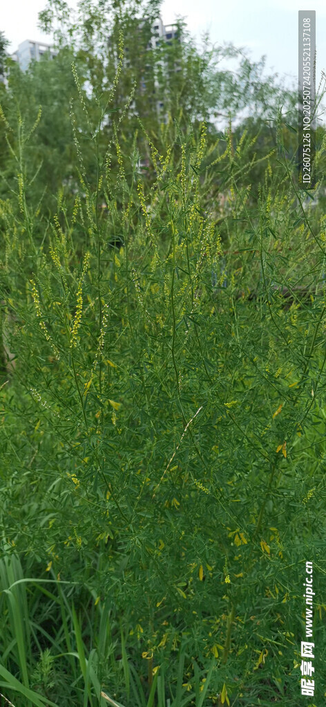 绿意盎然的草地野花景观
