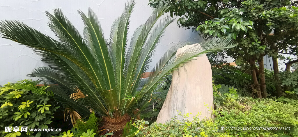 园林中的独特植物景观