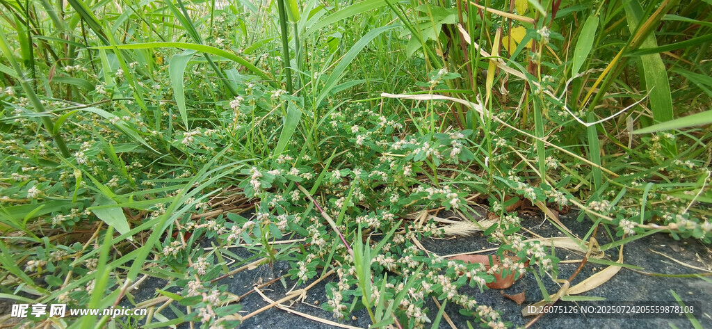 草丛中的绿植景象