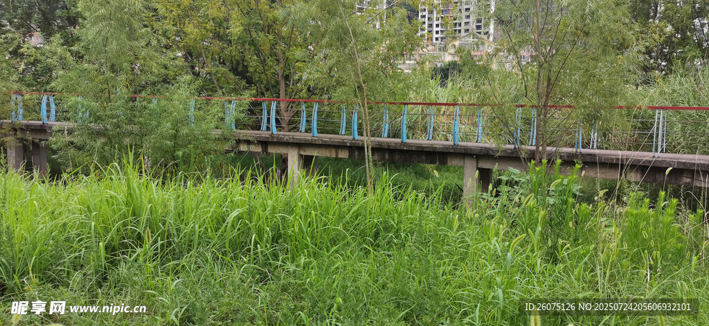 公园里的木质观景栈道