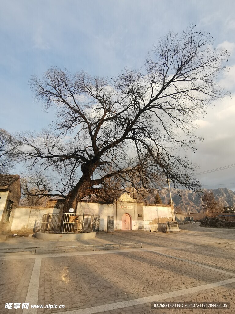 冬日古树下的空旷场地