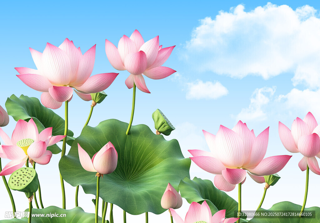 荷花背景