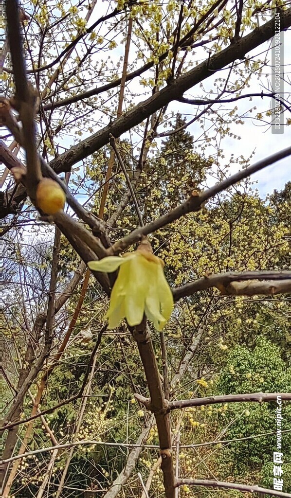 黄色小花