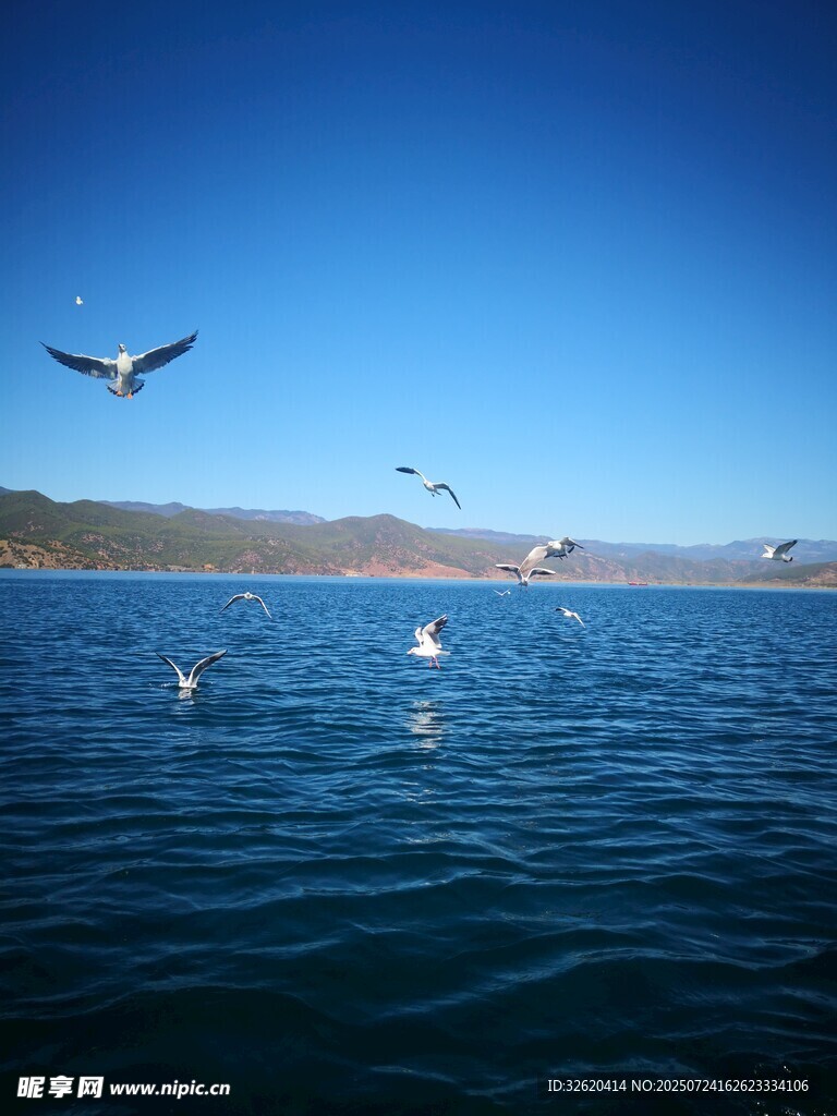 蓝天碧水间飞翔的海鸥