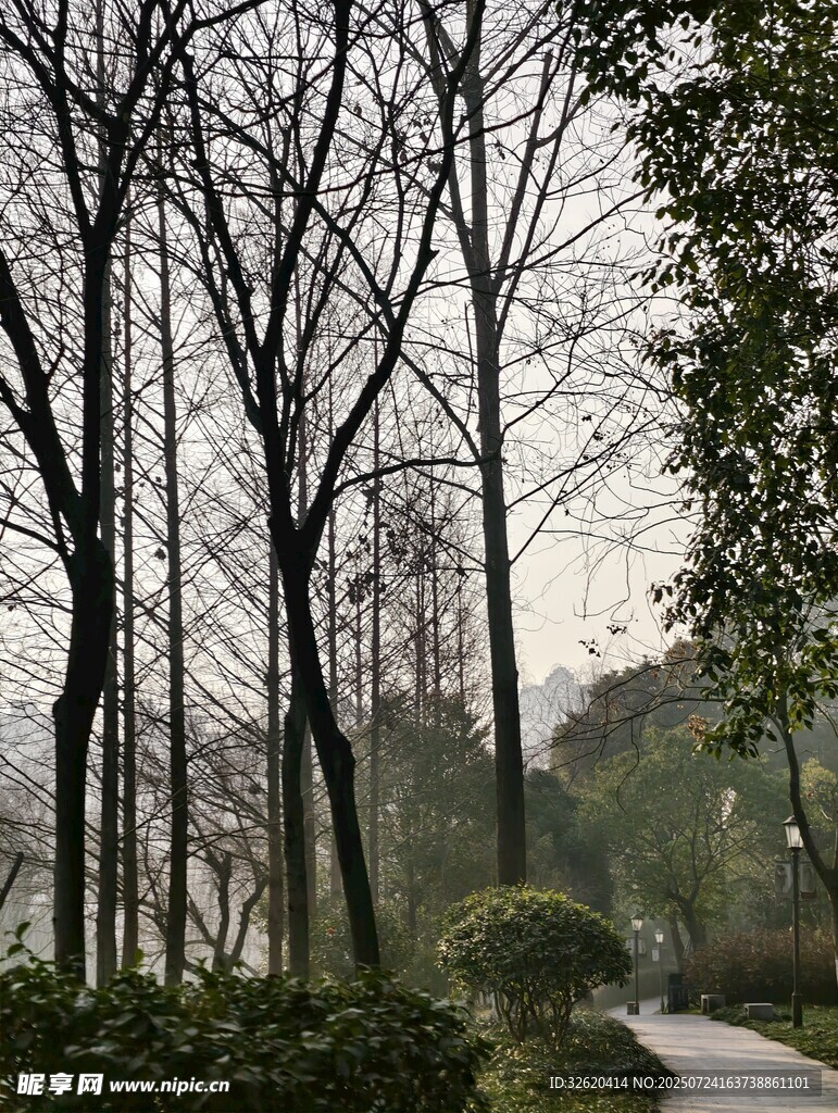 林间小道 静谧冬日景致