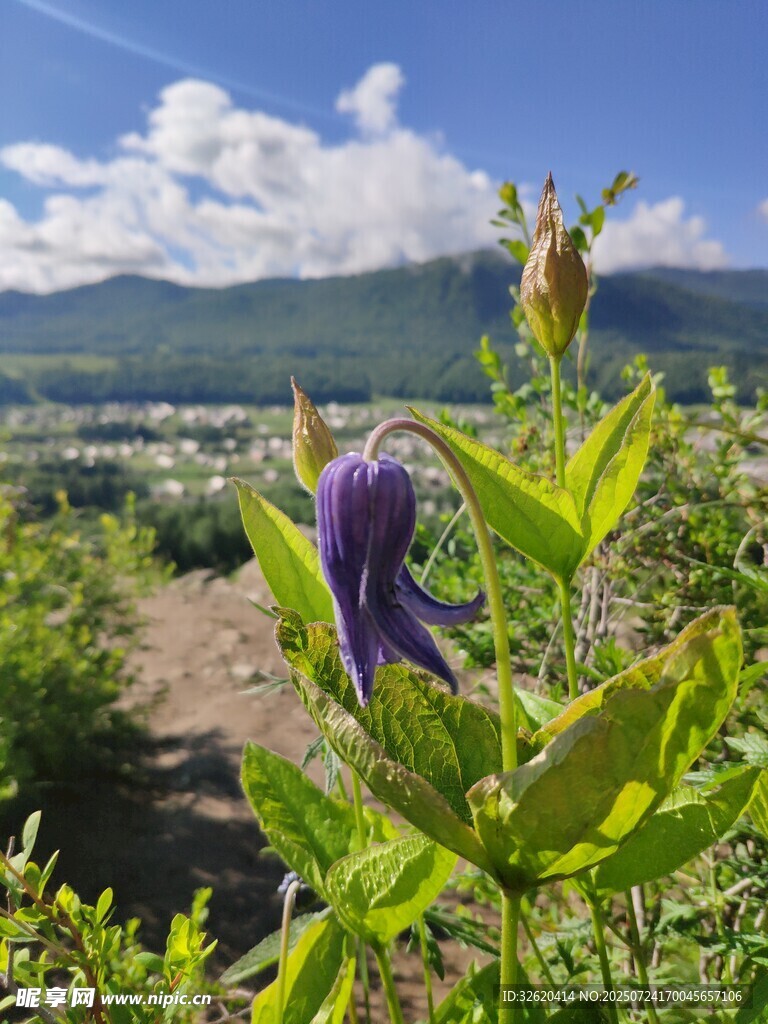山间紫色花朵绽放