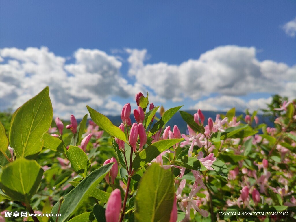 花海蓝天 绽放的绚烂色彩