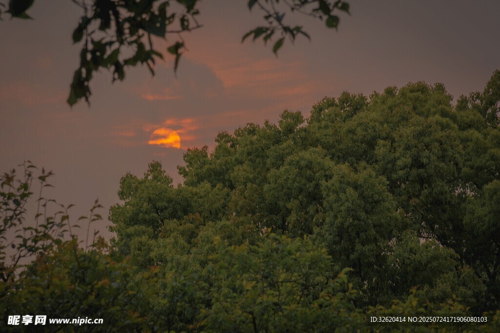 夕阳透过树梢的美丽景象