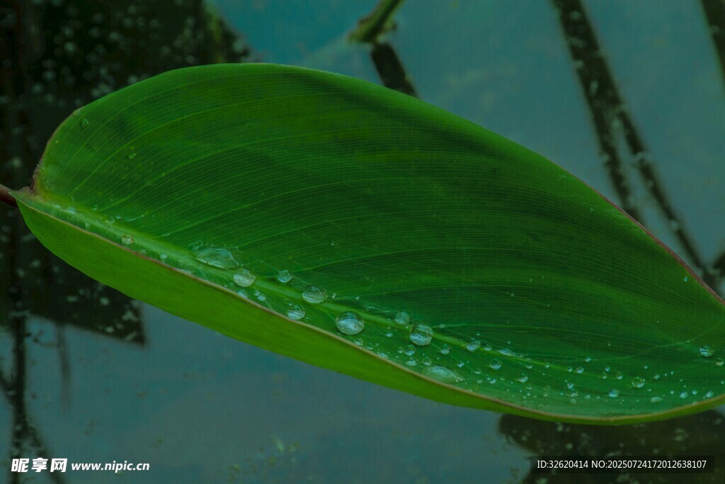 绿叶上的晶莹水珠