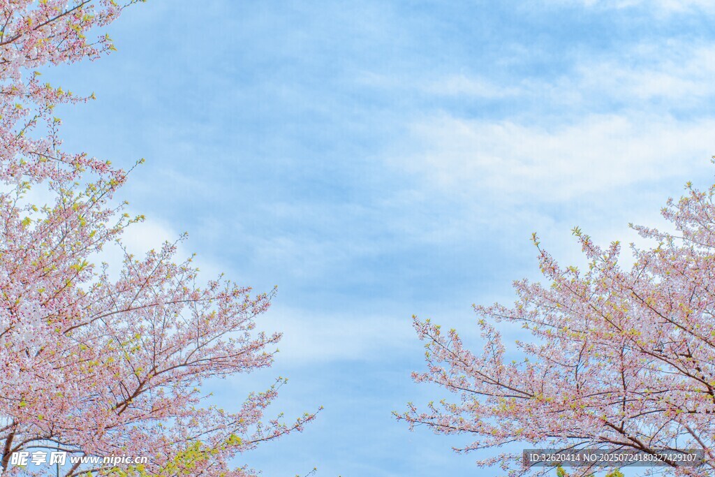 春日烂漫樱花树