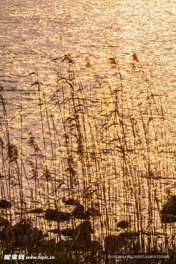 夕阳下的芦苇荡美景
