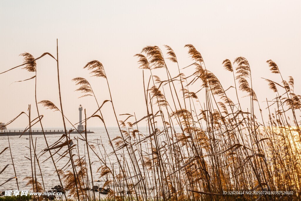 夕阳下的芦苇随风摇曳