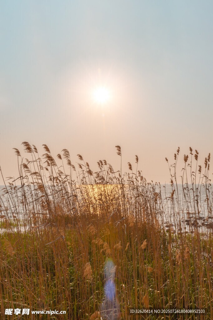 夕阳下的芦苇荡美景