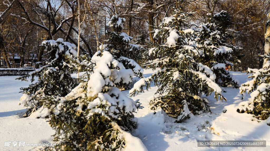 雪覆松林美景