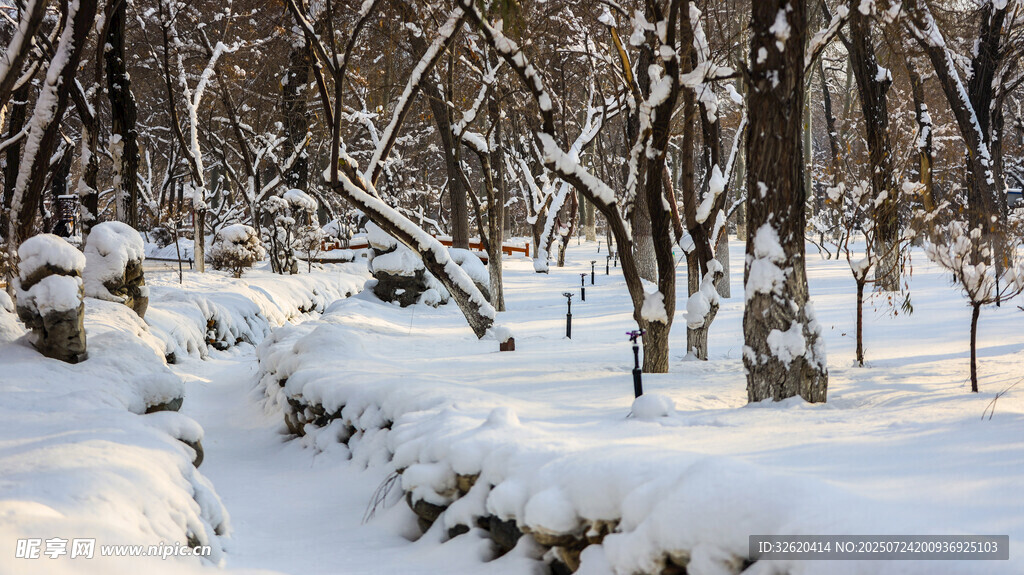 冬日雪覆树林静谧美景