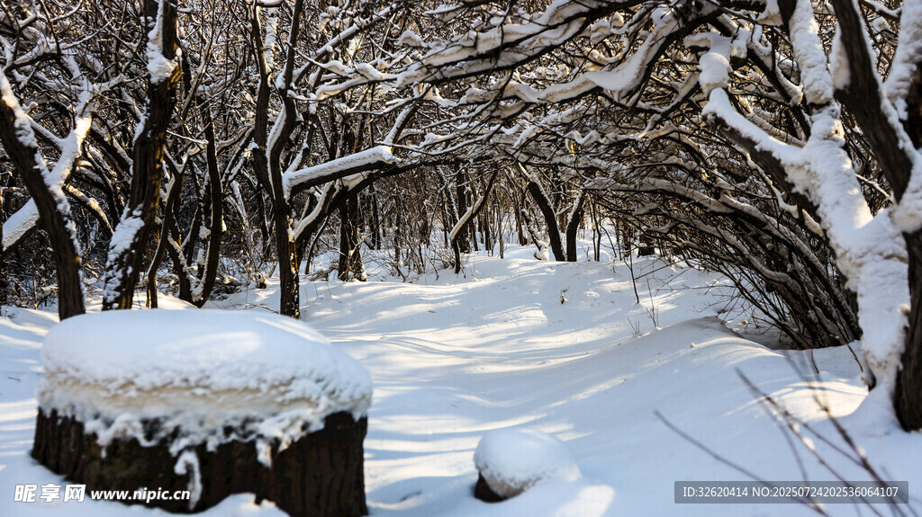 冬日雪覆树林静谧美景