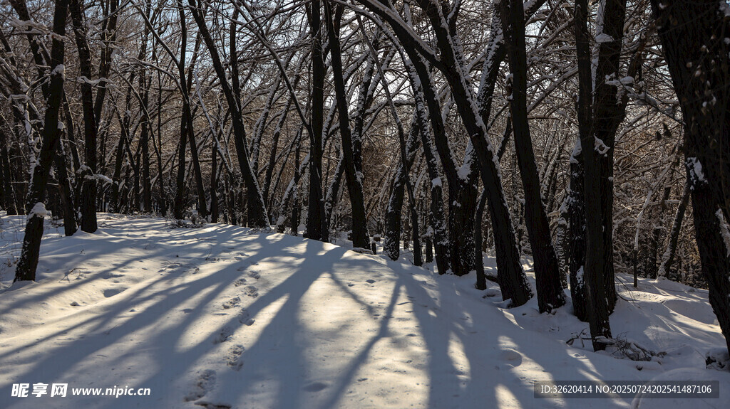 冬日雪林 光影斑驳之景