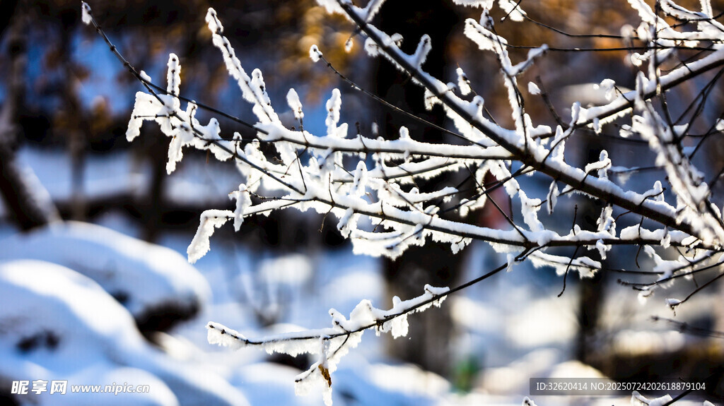 冬日枝头覆雪冰晶美景