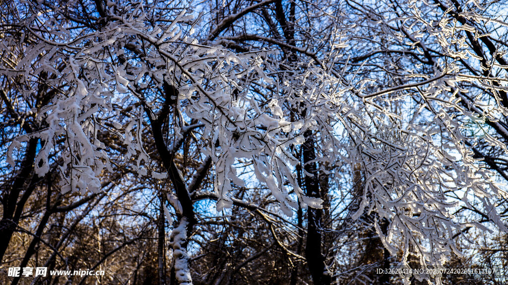 冬日雪覆树木美景