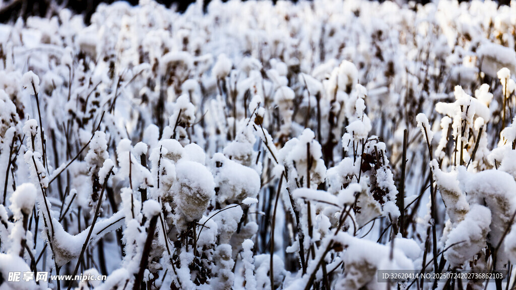 雪覆植物景观