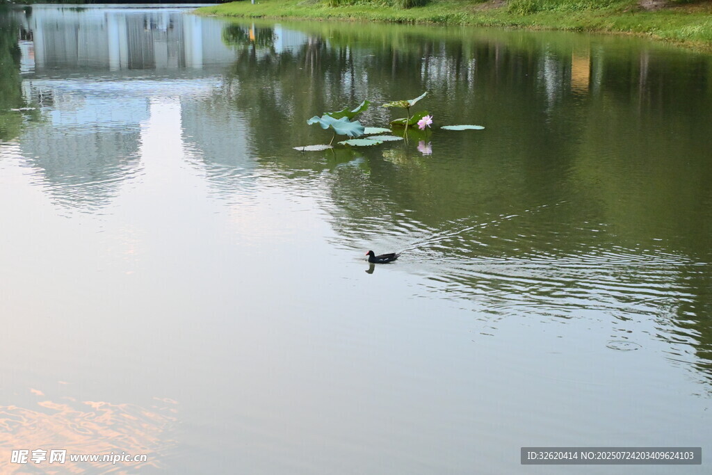 湖畔鸭游 静谧自然之景