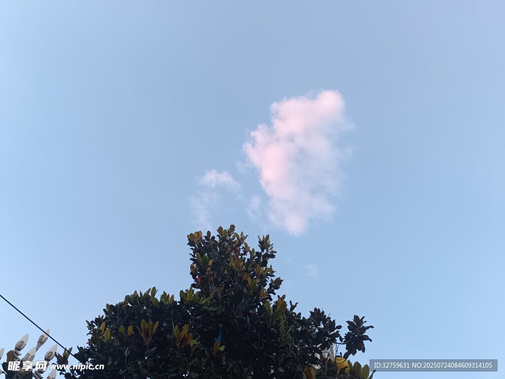 树梢上的梦幻粉云
