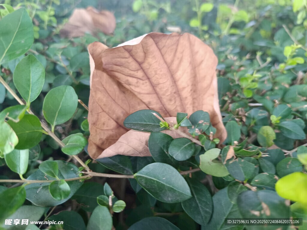 枯叶点缀绿意盎然的植物